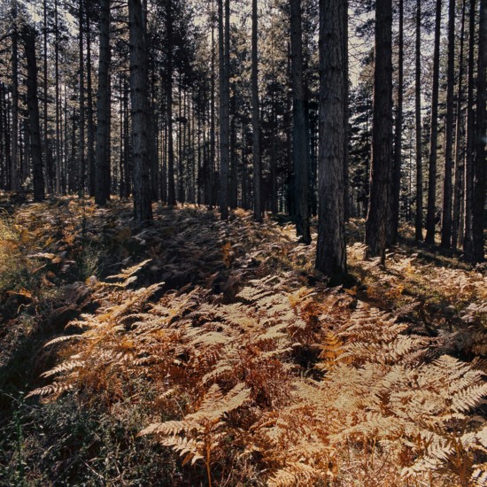Nature, Italy, region of Calabria 1975 Sila Piccola (Little Sila).