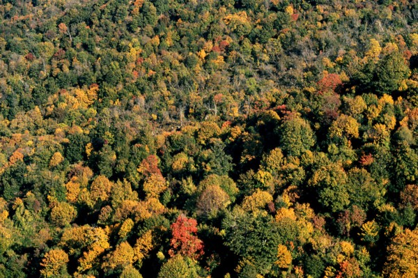 Nature, Italy, region of Calabria 1975 Sila Piccola (Little Sila).