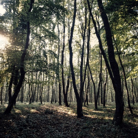 Nature, Italy, region of Calabria Serre Calabresi (Calabrese Greenhouses).