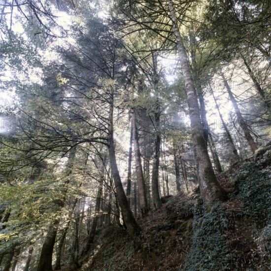 Nature, Italy, region of Calabria Serre Calabresi (Calabrese Greenhouses).
