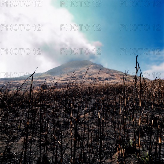 Nature, Italy, region of Sicilia 1975 Isole Eolie, Isola di Stromboli (Aeolian Islands, Stromboli  Island).