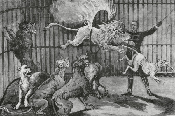 Circo Price. Founded in 1853 by Thomas Price (1813-1877) and installed in Madrid (Spain). The tamer Mr. Seeth performing his daring exercises, with his cage of lions and a dog. He performed his debut act on 1 June 1884. Engraving by Capuz. The Spanish and American Illustration (La Ilustracion Espanola y Americana), 1884.