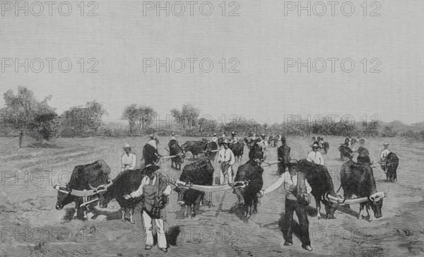 Mexico. Wheat sowing. Engraving. The Spanish and American Illustration (La Ilustracion Espanola y Americana), 1884.