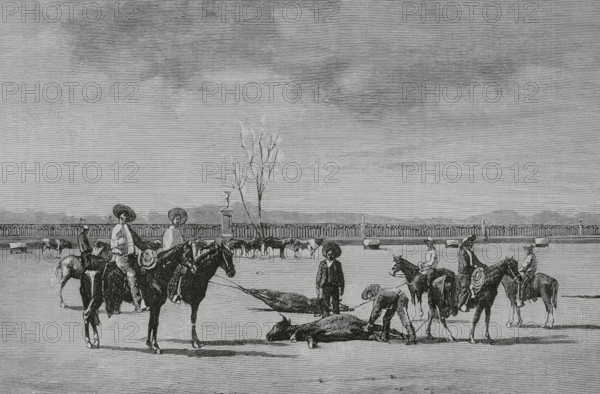 Mexico. Castration of calves on a ranch. Engraving. The Spanish and American Illustration (La Ilustracion Espanola y Americana), 1884.