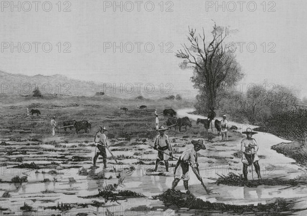Mexico. Irrigating farmland. Engraving by Tomas Carlos Capuz (1834-1899). The Spanish and American Illustration (La Ilustracion Espanola y Americana), 1884.
