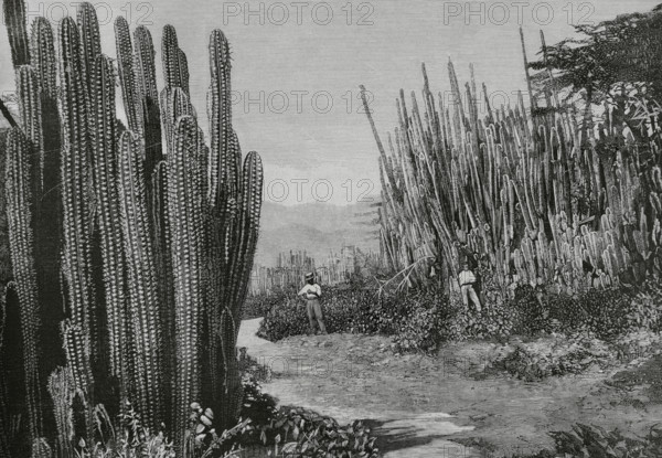Jamaica. Cactus forest. Engraving by Bernardo Rico (1825-1894). The Spanish and American Illustration (La Ilustracion Espanola y Americana), 1884.