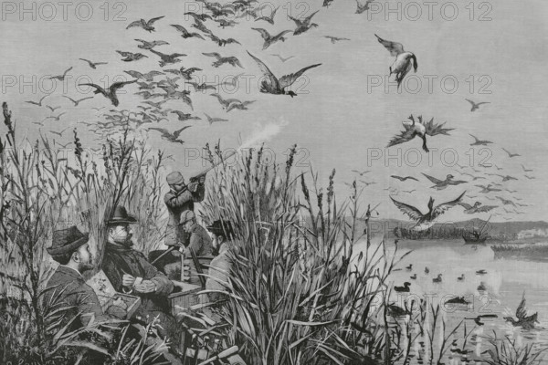 History of Spain. Royal hunt in the Daimiel lagoons. King Alfonso XII (1857-1885) in the act of making a ""carambola"" (""making a carom"") with his shotgun on the morning of 13 October 1884. An episode in which the King shot two game with a single shot, which is known in Spain as a ""carambola"" in hunting terms. The king was accompanied by the royal armourers (Messrs. Leon and Becerra), Mr. Veses, the director of the hunt, and Mr. Comba, artist of La Ilustracion Espanola y Americana. Drawing from life by Juan Comba. Engraving by Bernardo Rico (1825-1894). The Spanish and American Illustration (La Ilustracion Espanola y Americana). December 30, 1884.