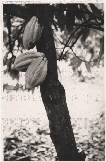 Don Bosco Agricultural School of Balazar cacao tree