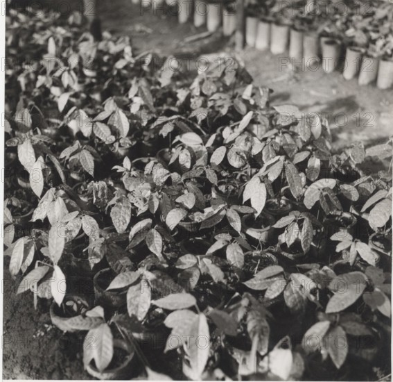 Cacao trees ready to be planted