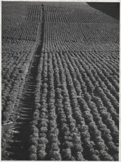 Coffee plantation in Sao Paulo state