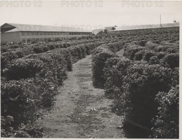 Brazilian stepped ground fazenda