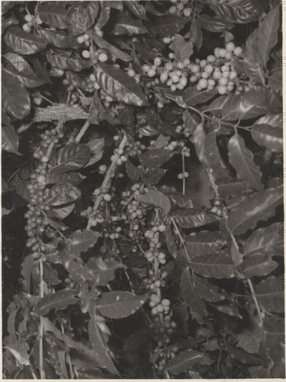 Maturing Arabica coffee plant