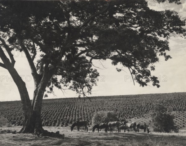 Coffee plantation in Sao Paulo state