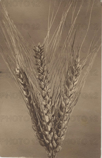 Ear of wheat