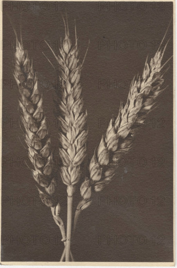 Ear of wheat