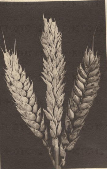 Ear of wheat