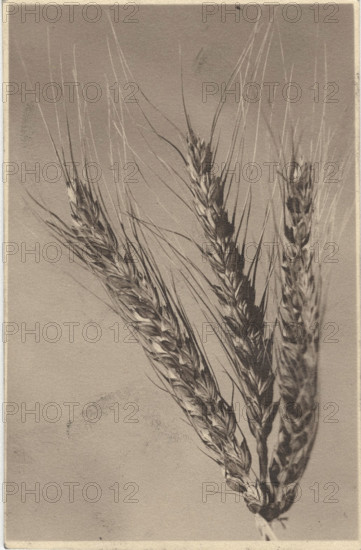 Ear of wheat