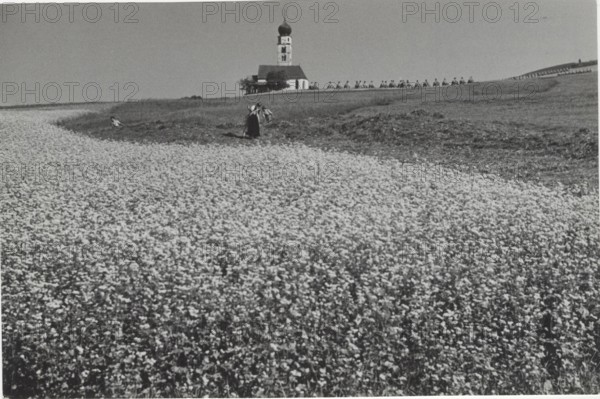 Blooming buckwheat field