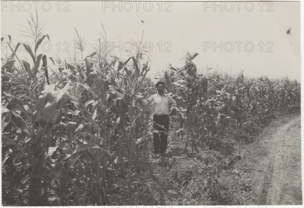 Corn fields