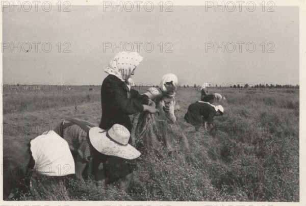Flax cultivation in Italy, Terranova d'Isonzo