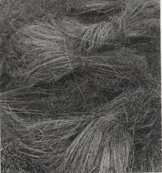 Flax cultivation in Belgium