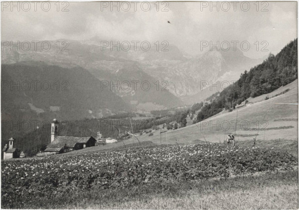 Potato field in Vilminore di Scalve