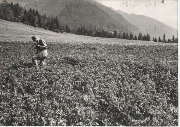 Potato field in Salice d'Ulzio, Italy