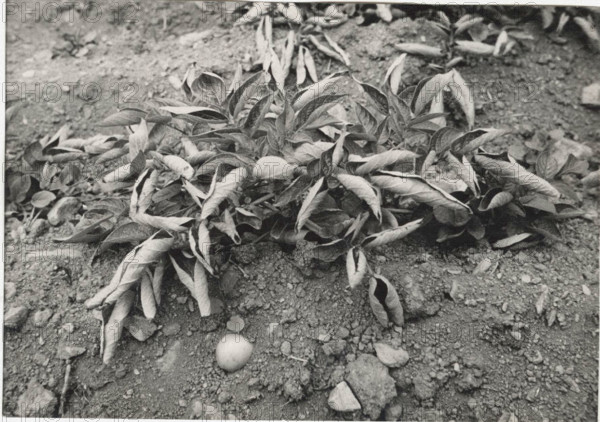 Potato field in Bormio