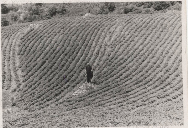 Potato field in Montemurlo