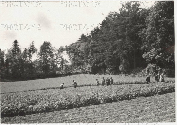 Potato field in Pontivy France