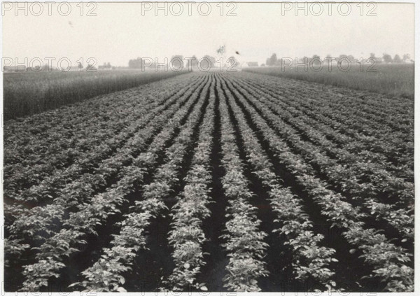 Potato field in Baviera, Germany