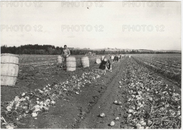 Picking potatoes in Caribou, Canada