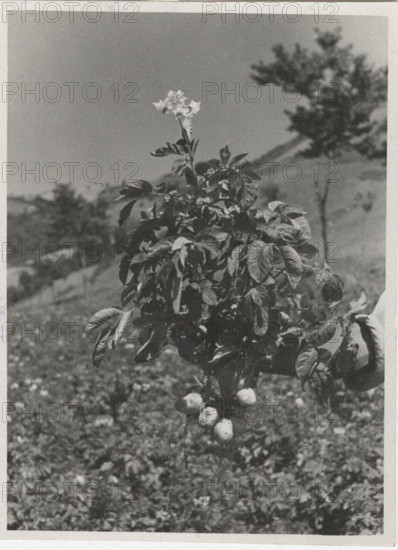 A type of potato cultivated in Montepiano