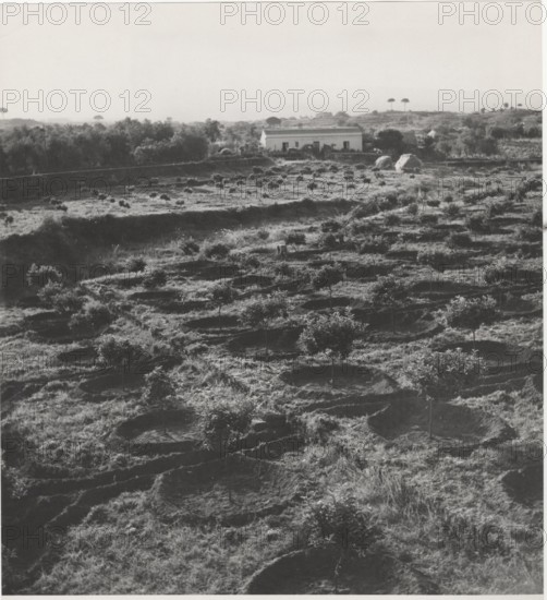 Citrus groves near Catania