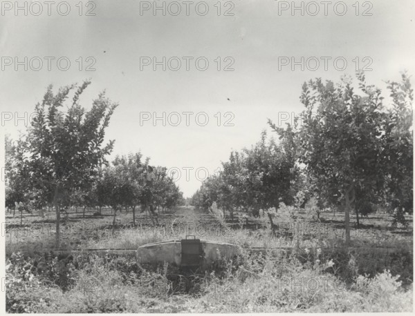 Citrus grove near Acireale
