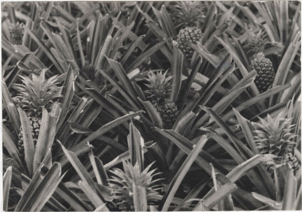 Pineapple plantation in Azores