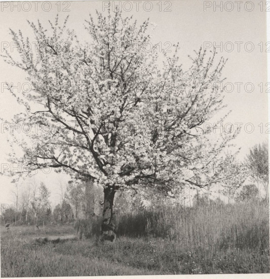 Blooming cherry tree