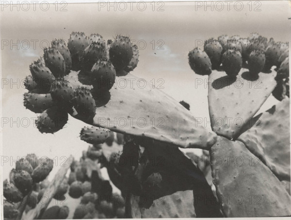Prickly pears in Salento, Italy
