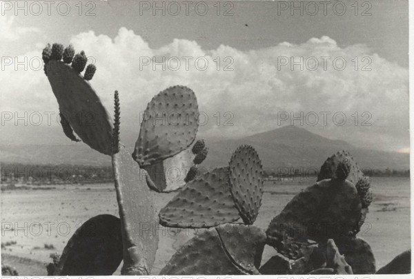 Prickly pears in Scalea, Italy