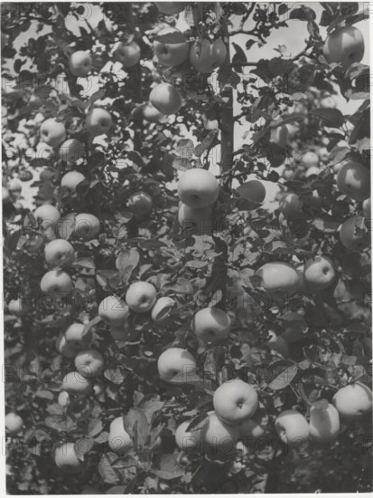 Branch of apple tree