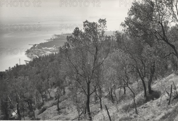 Olive orchards, Toscolano, Italy