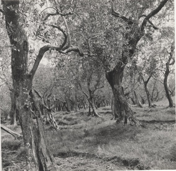 Olive orchard in Buti