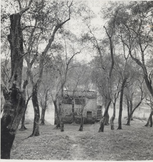 Olive orchard in Sperlonga