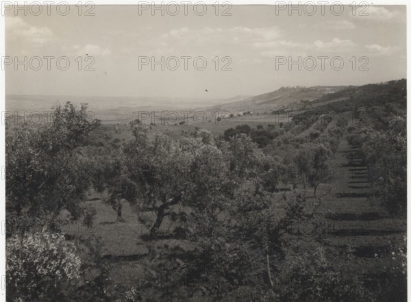 Olive orchards, Valle del Bilioso,