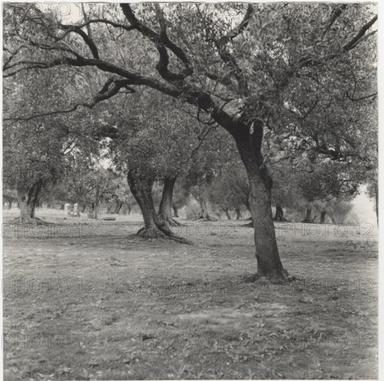 Olive orchard in Camerota