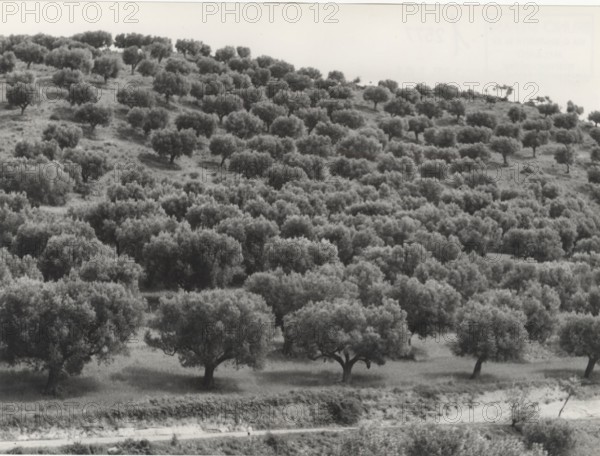 Olive orchard in Nicotera