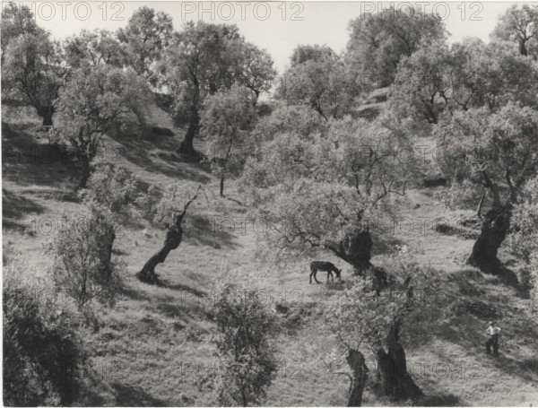 Olive orchard in Rossano