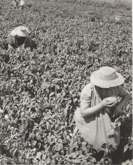 Pepper fields in Bra, Italy