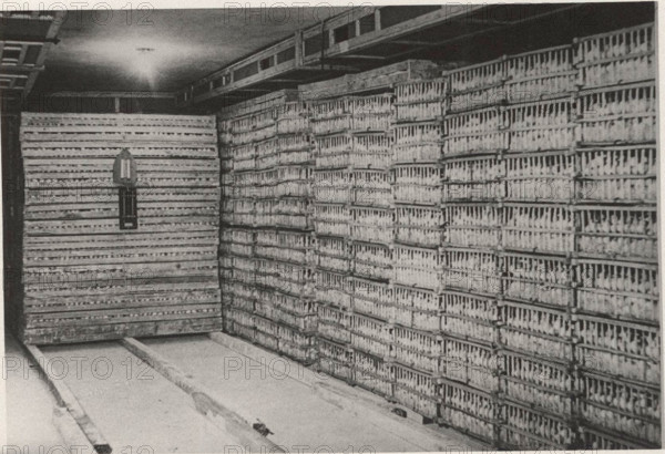 Horticolture industry cold room in SanBenedetto del Tronto,