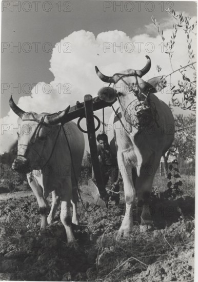 Plow pulled by oxs in Chianti, Tuscany, Italy
